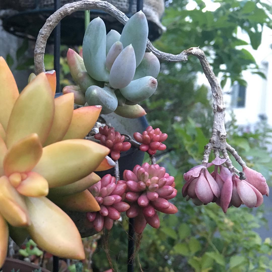 ぼーっと電車に乗り、快速とは気が付かず…エラい遠くまで来てしまいました。はー、時間を無駄にしてしまった。気持ちを表したしょんぼり多肉。 #多肉植物 #succulent #succulove #succulentjunkie #succulenthoarder #suculenta #suculentas #succulents #cactuslove #cactus #cactusgram #plantsjunkie #cacti #sedum #gardening #favv_flowers #ig_garden #gardeningtips #nature #plantlove #plant #growsomethinggreen #instagardeners_feature #nofilter #iphonegraphy #lovemyhouse