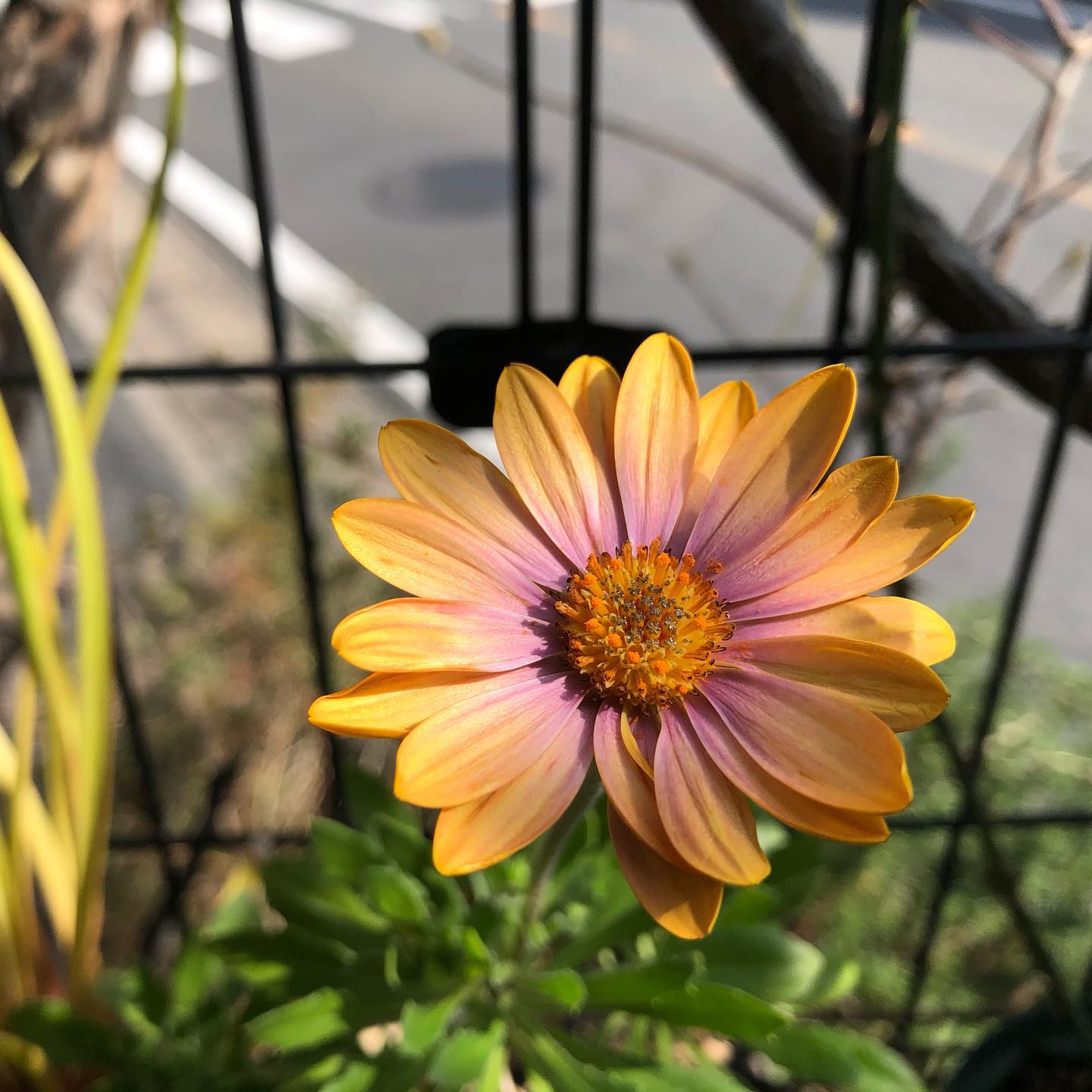 今季第一号のオステオスペルマム開花かわえぇ〜。Tシャツで大丈夫な陽気の中、花を愛でる贅沢な土曜日。#オステオスペルマム #ガーデニング #庭いじり #gardening #favv_flowers #ig_garden #nature #plantlove #plant #botanical #instagardeners #nofilter #instagood #fleur #flowerpower #flowerlovers #ip_blossoms #hppyflwrs #instaflower #floweroftheday #osteospermum