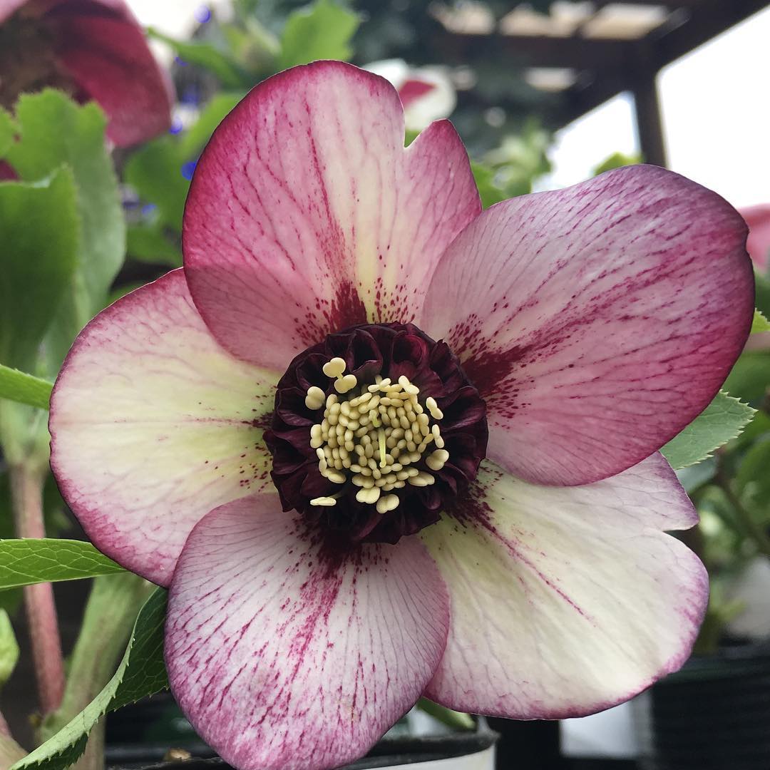 昨日は音ノ葉•チェルシーガーデンをはしご。音ノ葉で2鉢購入。こちらは迎えなかったけど、良かったな〜っ、ホワイトピコティーシングル。チェルシーガーデンのクリローはまだ数が少なかったです。でも、別でイイのゲットしました。 #音ノ葉 #helleborus #fleur #flowerpower #flowerlovers #ip_blossoms #hppyflwrs #instaflower #floweroftheday #flowergram #lovely #iphonegraphy