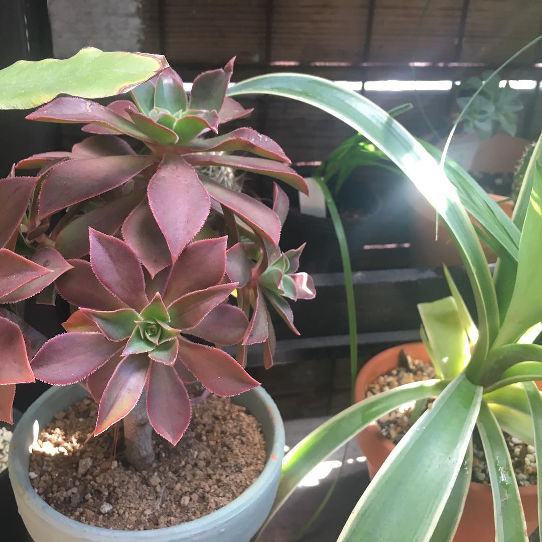 先週チェルシーガーデンで見つけて、なんなんだわからず札無しだったけど、鉢受け皿付きだったから買っちゃった。アエオニウム系かな。 #succulent #succulove #succulentjunkie #succulenthoarder #suculenta #suculentas #succulents #cactuslove #cactus #cactusgram #plantsjunkie #cacti #sedum #gardening #favv_flowers #ig_garden #gardeningtips #nature #plantlove #plant #growsomethinggreen #instagardeners_feature #nofilter #iphonegraphy #lovemyhouse #sunshine