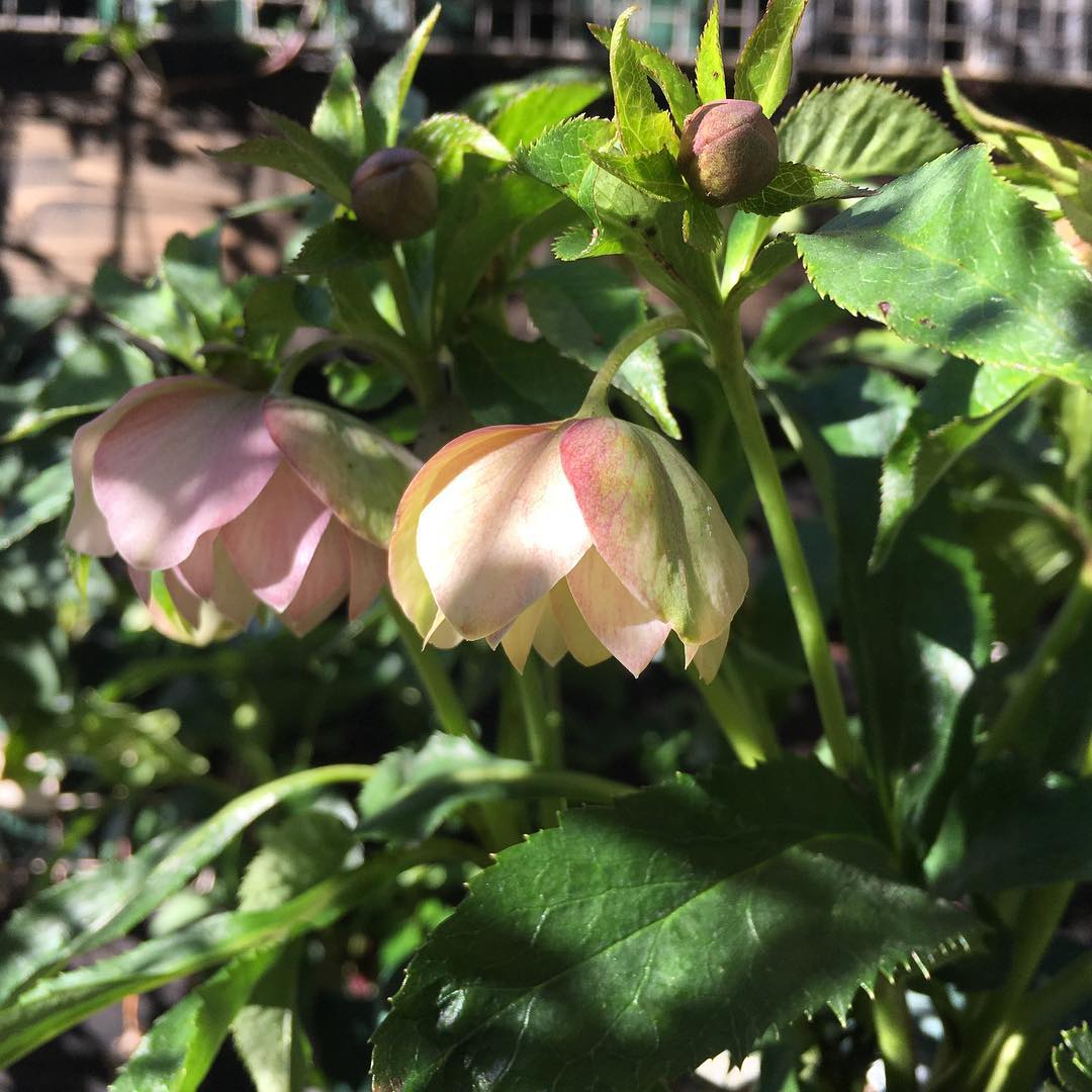 昨日より5℃↑ 気持ち良さそう。 #helleborus #blooming #fine #gardening #favv_flowers #ig_garden #gardeningtips #nature #plantlove #plant #growsomethinggreen #instagardeners_feature #fleur #flowerpower #flowerlovers #ip_blossoms #hppyflwrs #instaflower #floweroftheday #sunshine #flowergram #lovemyhouse #庭の花 #クリスマスローズ #花のあるくらし