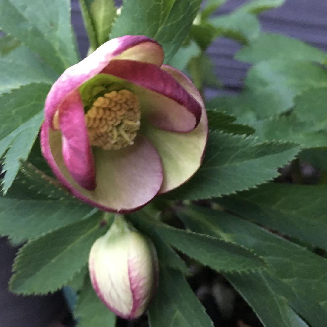 チラホラと雪️ちょっとボケちゃった #tgifridays #gardening #favv_flowers #ig_garden #gardeningtips #nature #plantlove #plant #growsomethinggreen #instagardeners_feature #nofilter #iphonegraphy #blooming #fleur #flowerpower #flowerlovers #ip_blossoms #hppyflwrs #instaflower #floweroftheday #helleborus #lovemyhouse #庭の花 #クリスマスローズ #花のあるくらし