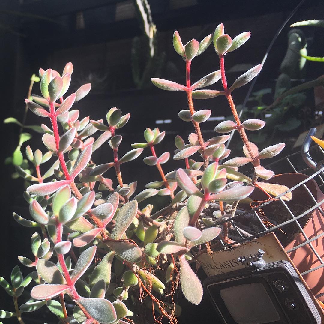 TGIF はー、帰りたい。 #succulent #succulove #succulentjunkie #succulenthoarder #suculenta #suculentas #succulents #cactuslove #cactus #cactusgram #plantsjunkie #cacti #sedum #gardening #favv_flowers #ig_garden #gardeningtips #nature #plantlove #plant #growsomethinggreen #instagardeners_feature #nofilter #iphonegraphy #lovemyhouse #tgifridays