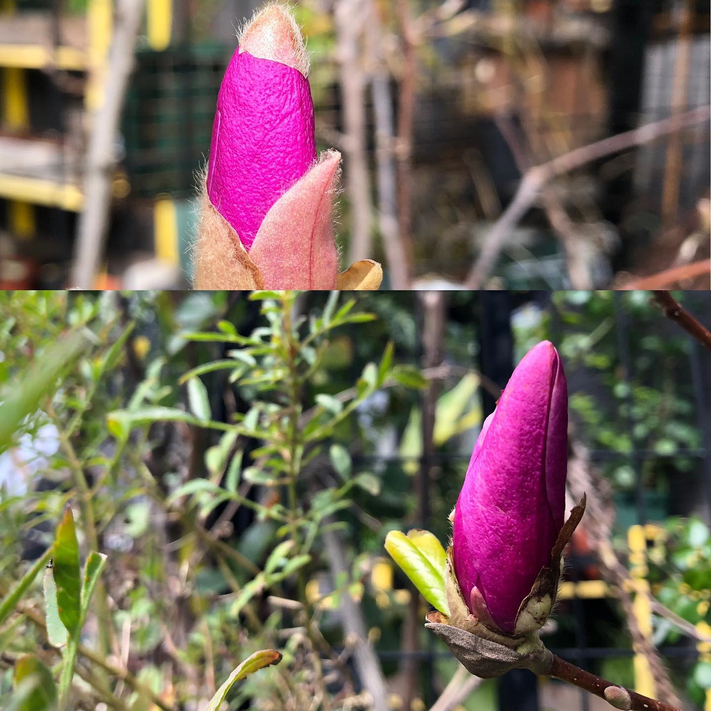 Good morning 🤩おはようございます。紫木蓮昨日の朝はまだまだ皮?かぶってたのに花の色が全面に出てた。(´∀`)嬉しい土曜の朝。 #紫木蓮 #シモクレン #マグノリア #gardening #favv_flowers #ig_garden #nature #plantlove #plant #botanical #instagardeners #nofilter #instagood #fleur #flowerpower #flowerlovers #ip_blossoms #hppyflwrs #instaflower #floweroftheday #magnolia