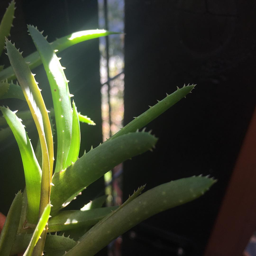 光を欲してるのかな #千里城 って札がついてたけど、ホントはなんなんだか。何年か前に迎えていまだ不明。 #succulent #succulove #euphorbia #succulentjunkie #succulenthoarder #suculenta #suculentas #succulents #cactuslove #cactus #cactusgram #plantsjunkie #cacti #sedum #gardening #favv_flowers #ig_garden #gardeningtips #nature #plantlove #plant #growsomethinggreen #instagardeners_feature #nofilter #iphonegraphy #sunshine