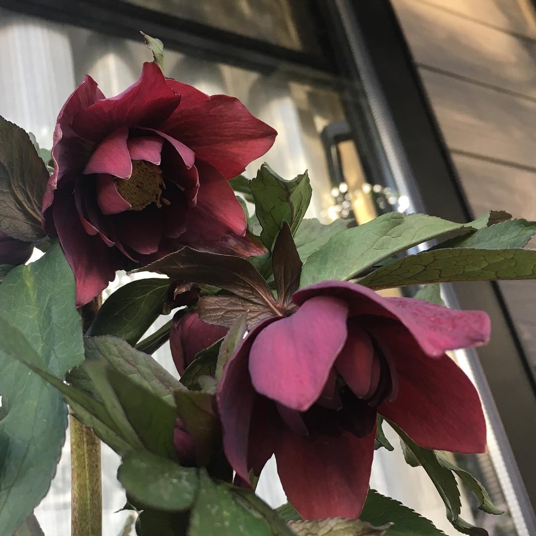 八重ダブル、やっと背が伸びて咲きました。Good morning #helleborus #christmasrose #purple #dark #color #lovemyhouse #gardeningtips #nature #plantlove #plant #growsomethinggreen #instagardeners_feature #nofilter #iphonegraphy #fleur #flowerpower #flowerlovers #ip_blossoms #hppyflwrs #instaflower #floweroftheday #blooming #庭の花 #クリスマスローズ #はなまっぷ