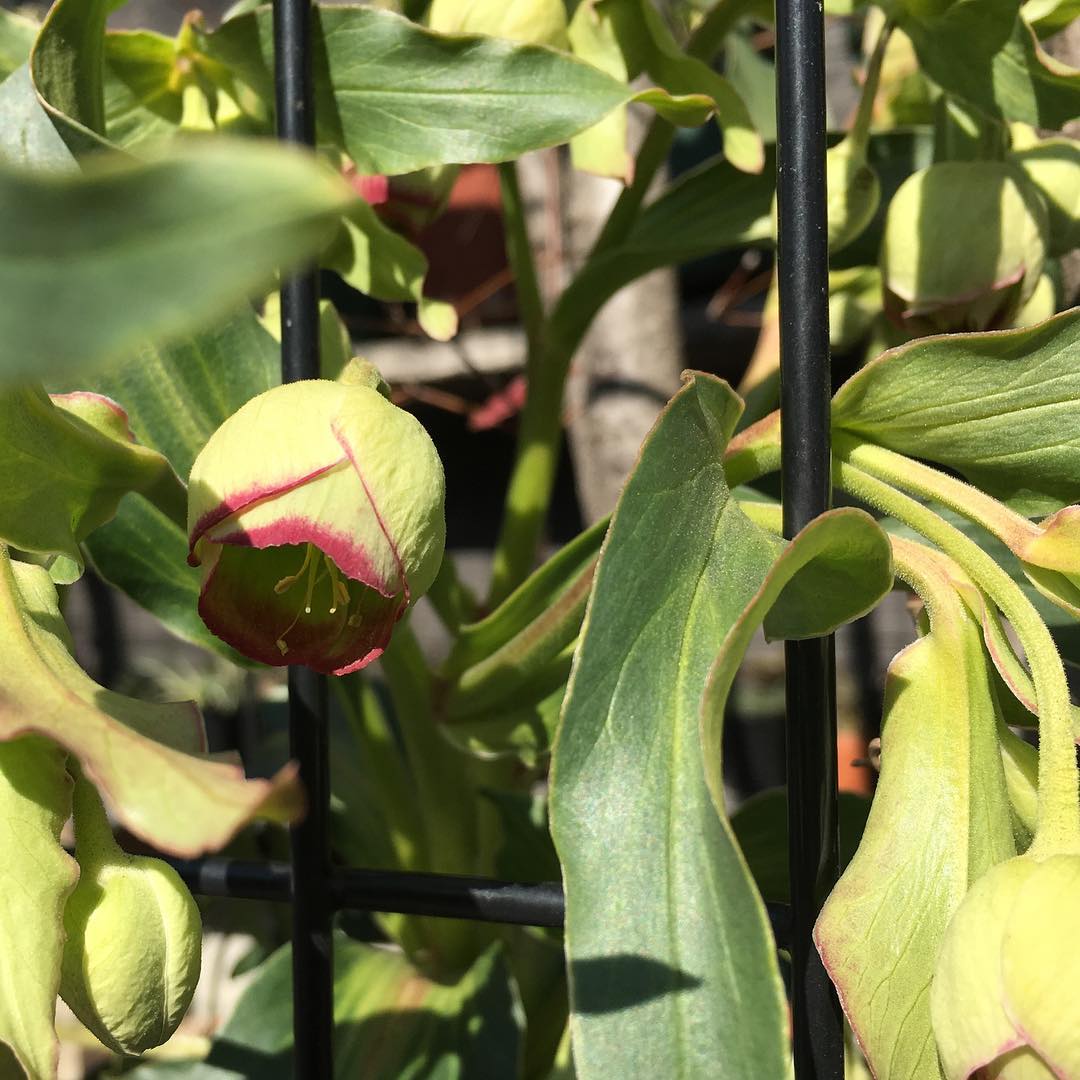 縁がいいな。#gardening #favv_flowers #ig_garden #gardeningtips #nature #plantlove #plant #growsomethinggreen #fleur #flowerpower #flowerlovers #ip_blossoms #hppyflwrs #instaflower #floweroftheday #helleborus #foetidus #庭の花 #クリスマスローズ #フェチダス #地植え #花のあるくらし