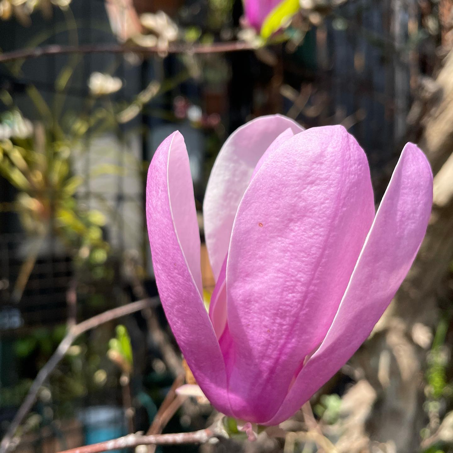 ふんわり紫木蓮咲きました。明日もこんな天気ならいいのにな。 #紫木蓮 #シモクレン #magnolia #gardening #saturday #floweroftheday #favv_flowers #ig_garden #nature #plantlove #plant #botanical #instagardeners #nofilter #instagood #ponyfony_flowers #fleur #flowerpower #flowerlovers #ip_blossoms #hppyflwrs #instaflower #spring #花好きな人と繋がりたい