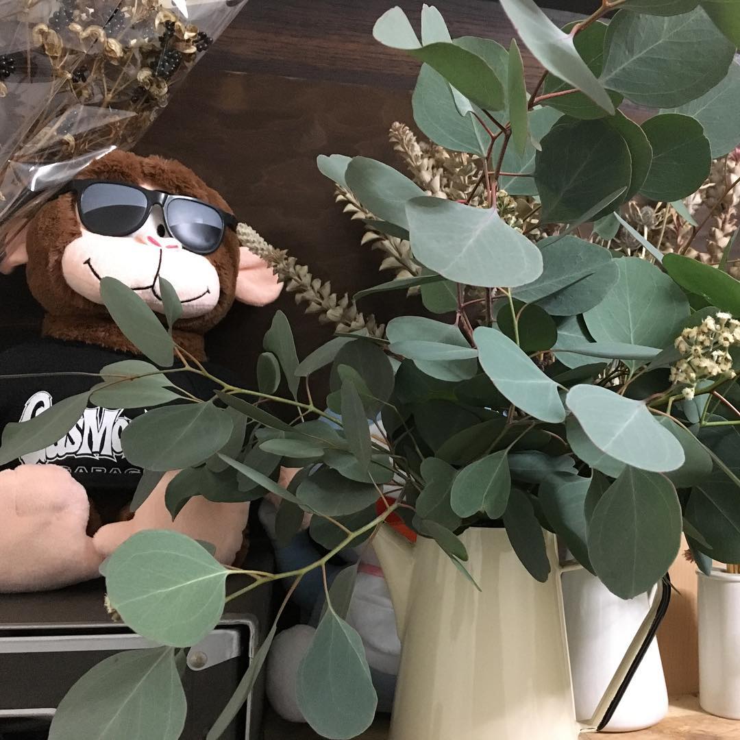 剪定したユーカリを寝室に。いい香り🖤 So nice smelling! #eucalyptus #polyanthemos #bedroom #gardening #favv_flowers #ig_garden #gardeningtips #nature #plantlove #plant #growsomethinggreen #instagardeners_feature #nofilter #iphonegraphy #gasmonkey #ユーカリ #ポリアンセモス #剪定 #庭の木