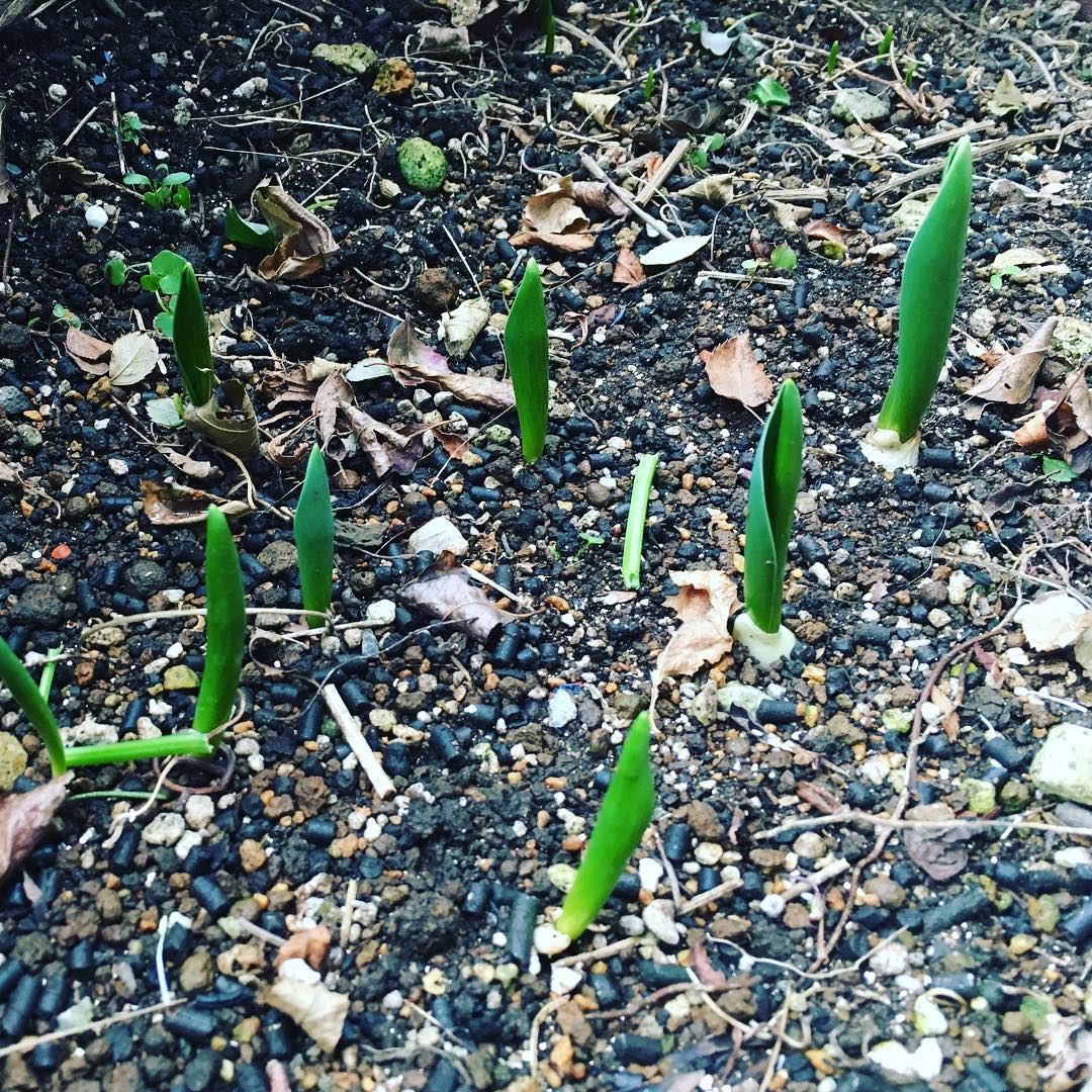 やっと出てきた、秋植えしたチューリップ #tulip #チューリップ #庭の花 #gardening #flowers #favv_flowers #ig_garden #gardeningtips #nature #plantlove #plant #growsomethinggreen #instagardeners_feature #iphonegraphy #fleur #flowerpower #flowerlovers #ip_blossoms #hppyflwrs #instaflower #floweroftheday #spring