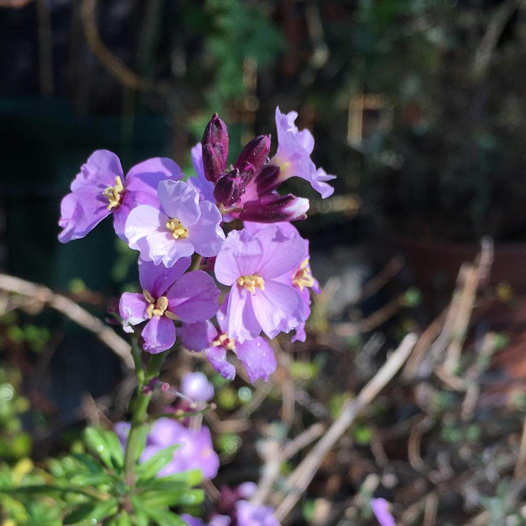 今朝の一枚。風が強いですね…いま、ジョウロが風に飛ばされ飛んで行った音が聞こえて取りに行ったら割れてた(笑)でも鉢は倒れてなかったので一安心 Erysimum linifolium#gardening #blooming #beautiful #favv_flowers #ig_garden #gardeningtips #nature #plantlove #plant #growsomethinggreen #botanical #fleur #flowerpower #flowerlovers #ip_blossoms #hppyflwrs #instaflower #floweroftheday #flowers #flowerstagram #purple #庭の花 #チェイランサスプルプレア #ガーデニング