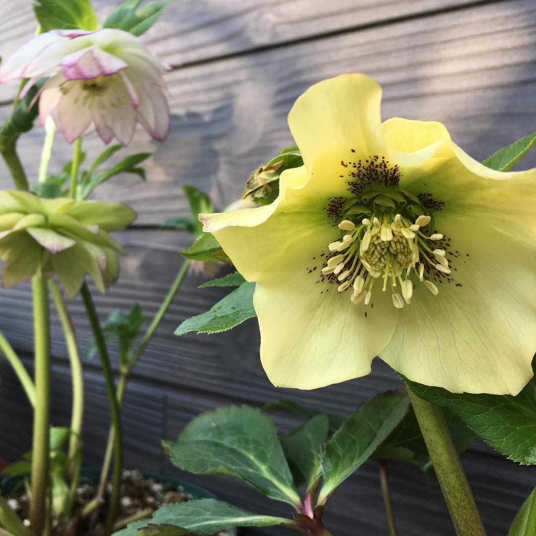 帰って眺めていたいな…。#blooming #helleborus #hellebores #flowerstagram #yellowflowers #gardening #favv_flowers #ig_garden #gardeningtips #nature #plantlove #plant #growsomethinggreen #botanical #instagardeners_feature #nofilter #iphonegraphy #fleur #flowers #flowerlovers #ip_blossoms #hppyflwrs #instaflower #floweroftheday #庭の花 #クリスマスローズ