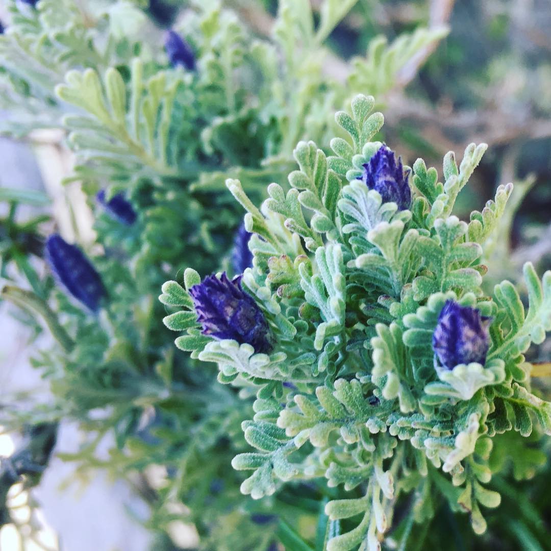 レースラベンダーも蕾まつり。 #lavender #gardening #favv_flowers #ig_garden #gardeningtips #nature #plantlove #plant #growsomethinggreen #botanical #instagardeners_feature #nofilter #iphonegraphy #fleur #flowerpower #flowerlovers #ip_blossoms #hppyflwrs #instaflower #floweroftheday #lovemyhouse #wannagohome #庭の花 #レースラベンダー #春だね