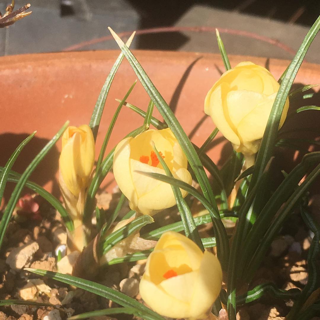 TGIF.なんだかほんわかした画になっちゃった。 #fridaymorning #gardening #favv_flowers #ig_garden #gardeningtips #nature #plantlove #blooming #botanical #instagardeners_feature #iphonegraphy #fleur #flowerpower #flowerlovers #ip_blossoms #hppyflwrs #instaflower #floweroftheday #crocus #yellowflowers #cream #color #sunshine #lovemyhouse #wannagohome #庭の花 #クロッカス #春だね