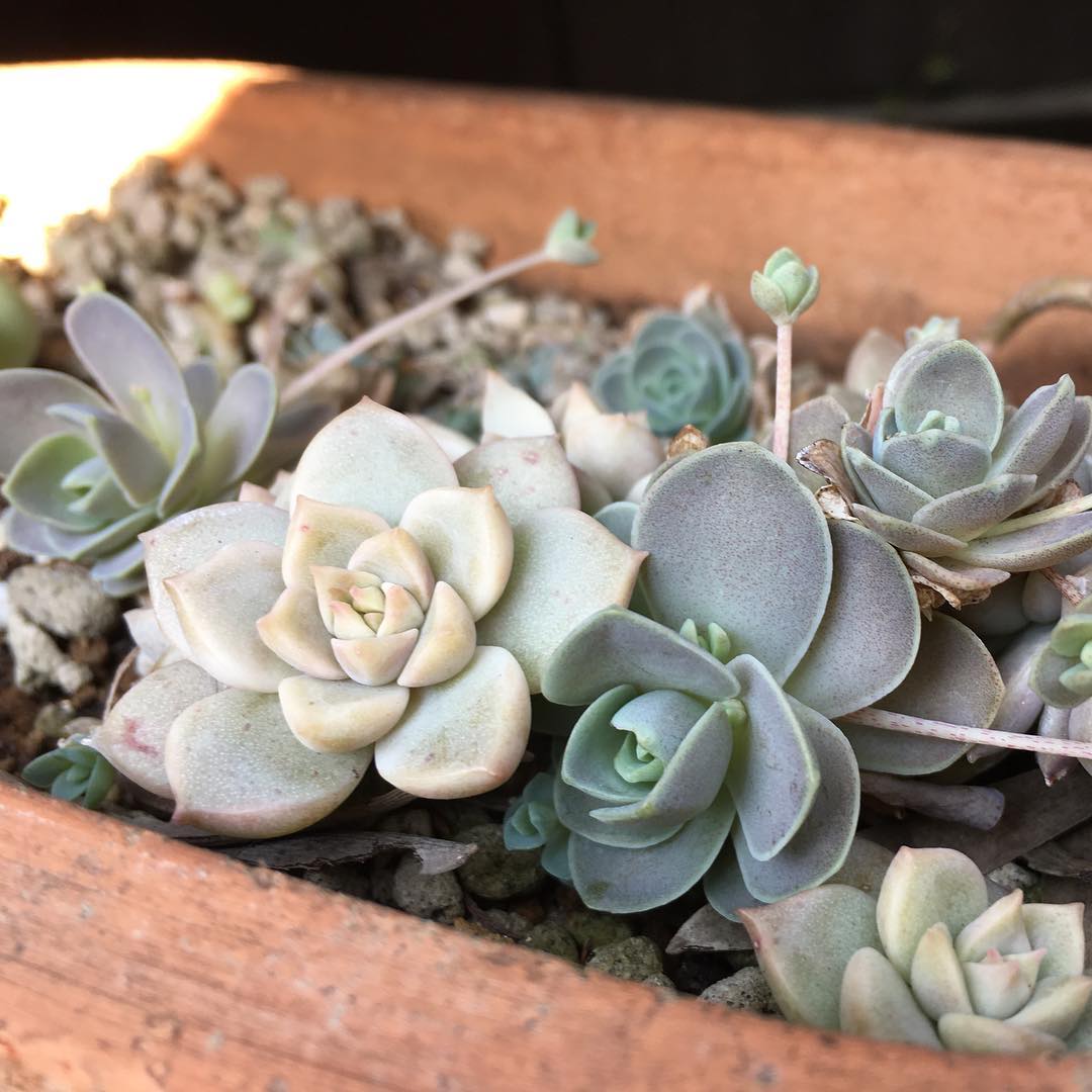 子持ち蓮華は溢れ多肉に押され気味、でも元気 #Duncescup #succulent #succulove #succulentjunkie #succulenthoarder #suculenta #suculentas #succulents #cactuslove #cactus #cactusgram #plantsjunkie #cacti #sedum #gardening #favv_flowers #ig_garden #gardeningtips #nature #plantlove #plant #growsomethinggreen #botanical #instagardeners_feature #nofilter #iphonegraphy #子持ち蓮華 #溢れ多肉 #多肉植物