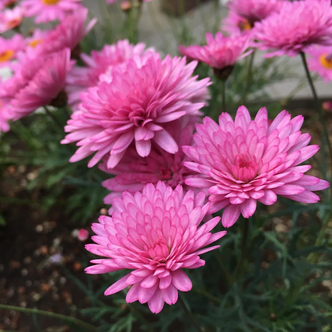 実家の八重咲きマーガレット サマーソングディープローズ これも結構好きですが、職場近くの花屋さんでとーっても好みの色したマーガレットを発見。見たことない色。でもマーガレットにしては高過ぎ。迷うなー。帰りまで迷おう!と思ってまた見に行ったら、ただ暗かっただけで、別色に見えただけ…たまに見かける種類だった(笑)#マーガレット #margaret #blooming #parenthome #gardening #favv_flowers #ig_garden #gardeningtips #nature #plantlove #plant #growsomethinggreen #botanical #instagardeners_feature #nofilter #iphonegraphy #fleur #flowerpower #flowerlovers #ip_blossoms #hppyflwrs #instaflower #floweroftheday #lovely #pink