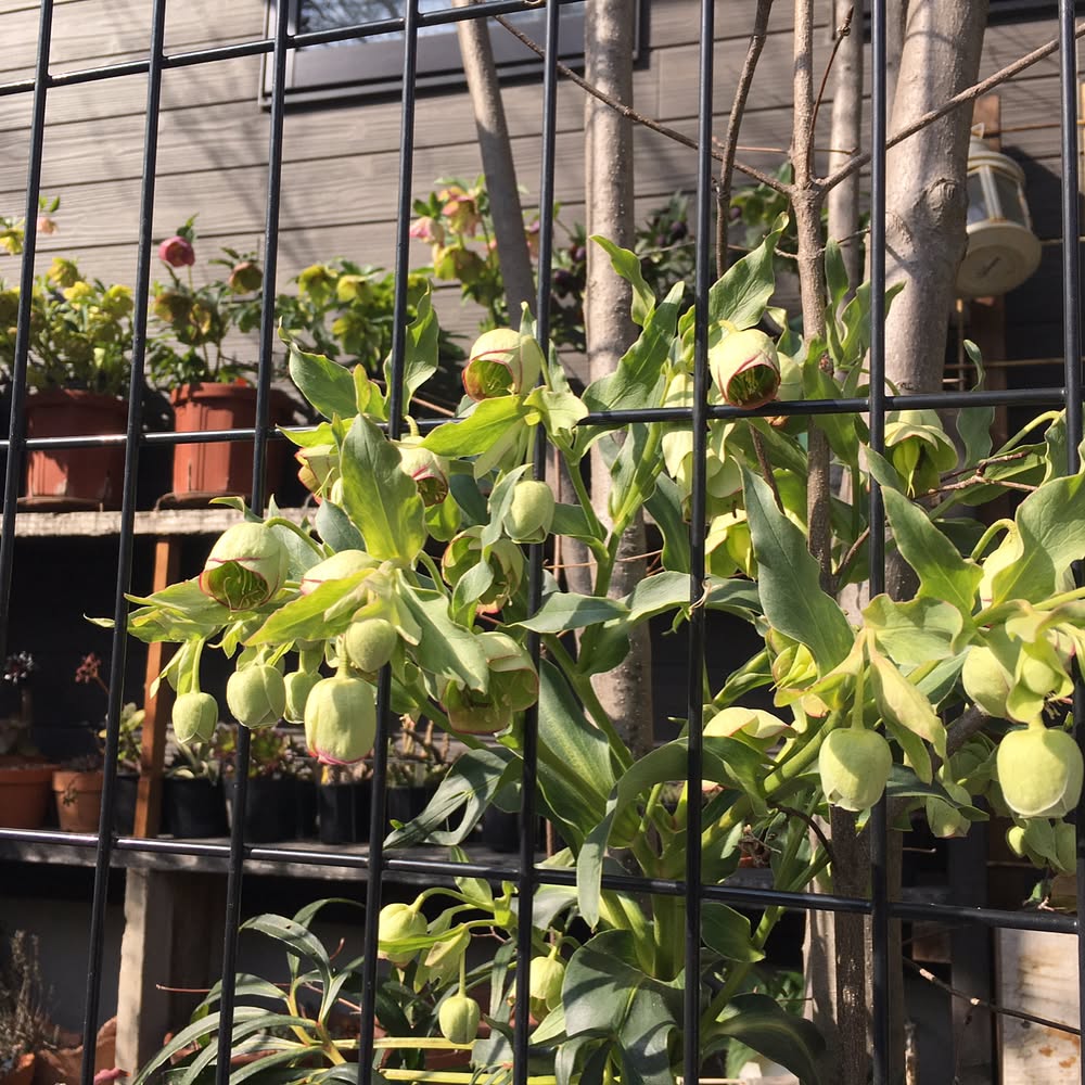 背中に浴びてる日差しが春です。 #gardening #favv_flowers #ig_garden #gardeningtips #nature #plantlove #plant #lovely #lovemyhouse #growsomethinggreen #botanical #instagardeners_feature #nofilter #iphonegraphy #fleur #flowerpower #flowerlovers #ip_blossoms #hppyflwrs #instaflower #floweroftheday #Helleborus #foetidus #sundayafternoon #クリスマスローズ #地植え #フェチダス #雪柳 #春だね