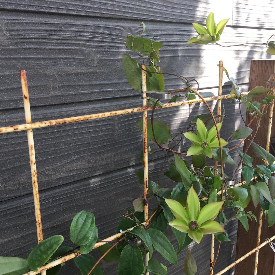 週末は気持ちが穏やかになれます。それにしても…土のせいかな、花が黄色。#clematis #lovemyhouse #gardening #favv_flowers #ig_garden #gardeningtips #nature #plantlove #plant #growsomethinggreen #botanical #instagardeners_feature #nofilter #iphonegraphy #fleur #flowerpower #flowerlovers #ip_blossoms #hppyflwrs #instaflower #floweroftheday #saturdaymorning #庭の花 #クレマチス #フォンドメモリーズ