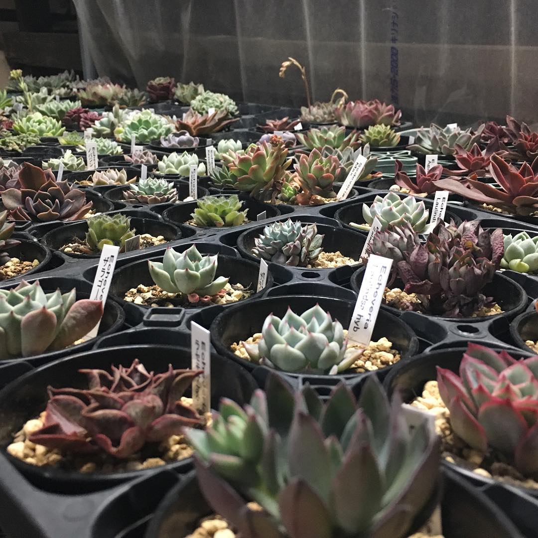 出がけついでに夜のオザキへ。久しぶり、蛍の光まで楽しみました。 会員15%オフだった。#succulent #succulove #euphorbia #succulentjunkie #succulenthoarder #suculenta #suculentas #succulents #cactuslove #cactus #cactusgram #plantsjunkie #cacti #sedum #gardening #favv_flowers #ig_garden #gardeningtips #nature #plantlove #botanical #plantsshop #nofilter #iphonegraphy