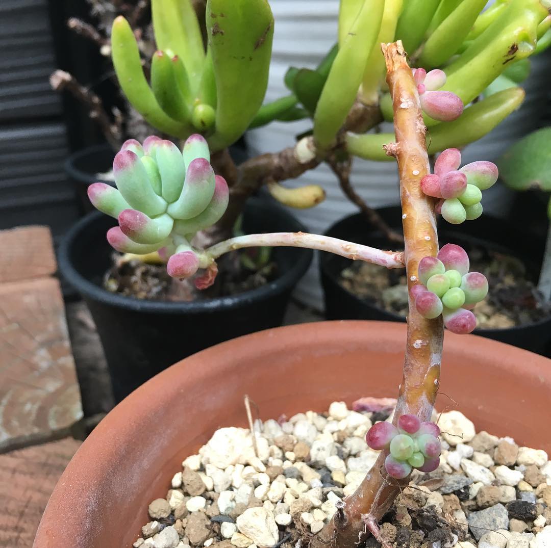 待ちに待った金曜日。ぴょこぴょこ #succulent #succulove #succulentjunkie #succulenthoarder #suculenta #suculentas #succulents #cactuslove #cactus #cactusgram #plantsjunkie #cacti #sedum #gardening #favv_flowers #ig_garden #gardeningtips #nature #plantlove #plant #growsomethinggreen #botanical #instagardeners_feature #nofilter #tgifridays #pretty