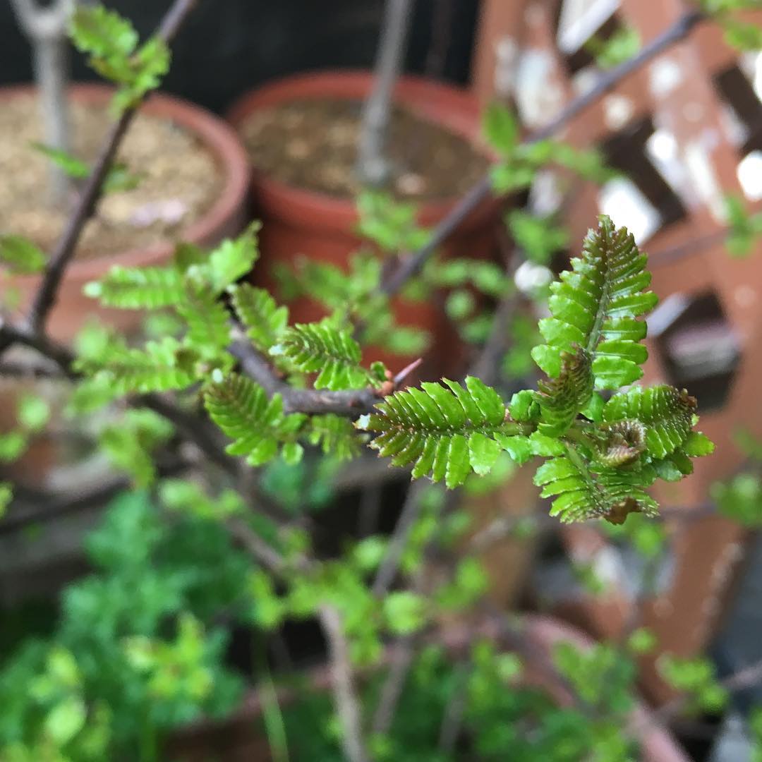 Japanese pepper 山椒も芽吹きました、今年もアゲハに期待プレミアムフライデーは前倒し済み、夕方はゆっくり出来るかな。#tgifridays #spring #gardening #favv_flowers #ig_garden #gardeningtips #nature #plantlove #plant #growsomethinggreen #botanical #instagardeners_feature #nofilter #green #fresh #leaves #japanesepepper #山椒 #春だね #プレミアムフライデー前倒し