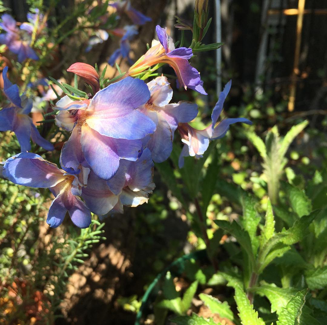 いい週末になりますように!Going to camp🏕#lovemyhouse #gardening #favv_flowers #ig_garden #gardeningtips #nature #plantlove #plant #growsomethinggreen #botanical #instagardeners_feature #nofilter #iphonegraphy #fleur #flowerpower #flowerlovers #ip_blossoms #hppyflwrs #instaflower #floweroftheday