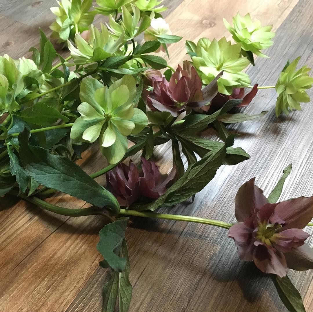 軒下のクリスマスローズ、徐々にドライにしていきますかね。少しづつ空が明るくなってきた。 #helleborus #hellebores #letsdry #gardening #favv_flowers #ig_garden #gardeningtips #nature #plantlove #plant #growsomethinggreen #botanical #instagardeners_feature #nofilter #iphonegraphy #fleur #flowerpower #flowerlovers #ip_blossoms #hppyflwrs #instaflower #floweroftheday #庭の花 #クリスマスローズ