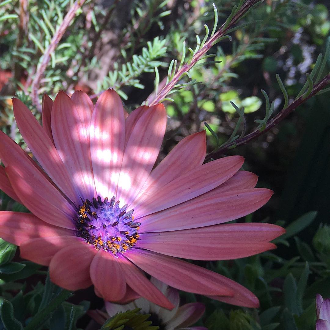 明日は雨予報なので我慢して1泊で戻り。でもアウト時間がとても遅めなのでゆっくり出来たので良かった。戻ってからも庭いじり出来たし、いい週末でしたオステオスペルマムが咲いて戻りを待ってくれてました。#weekend #osteospermum #blooming #gardening #favv_flowers #ig_garden #gardeningtips #nature #plantlove #plant #botanical #shadow #nofilter #iphonegraphy #fleur #flowerpower #flowerlovers #ip_blossoms #hppyflwrs #instaflower #floweroftheday #pentax #庭の花 #オステオスペルマム #一眼レフ