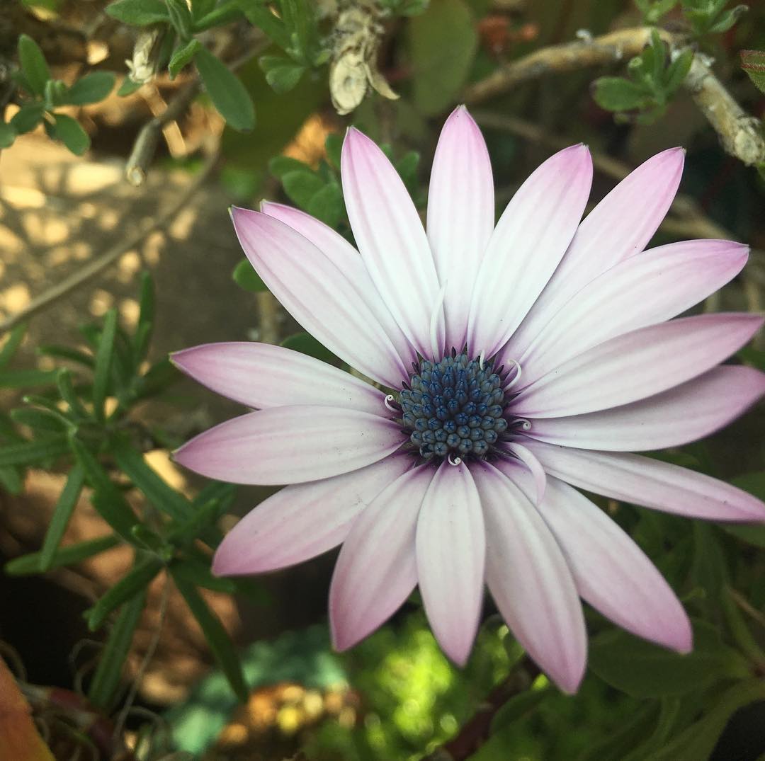 また違うオステオスペルマムが咲き出した少し地味だけどやわらかい感じが好きです。#osteospermum #simle #gardening #favv_flowers #ig_garden #gardeningtips #nature #plantlove #plant #growsomethinggreen #botanical #instagardeners_feature #nofilter #iphonegraphy #fleur #flowerpower #flowerlovers #ip_blossoms #hppyflwrs #instaflower #floweroftheday #庭の花 #オステオスペルマム