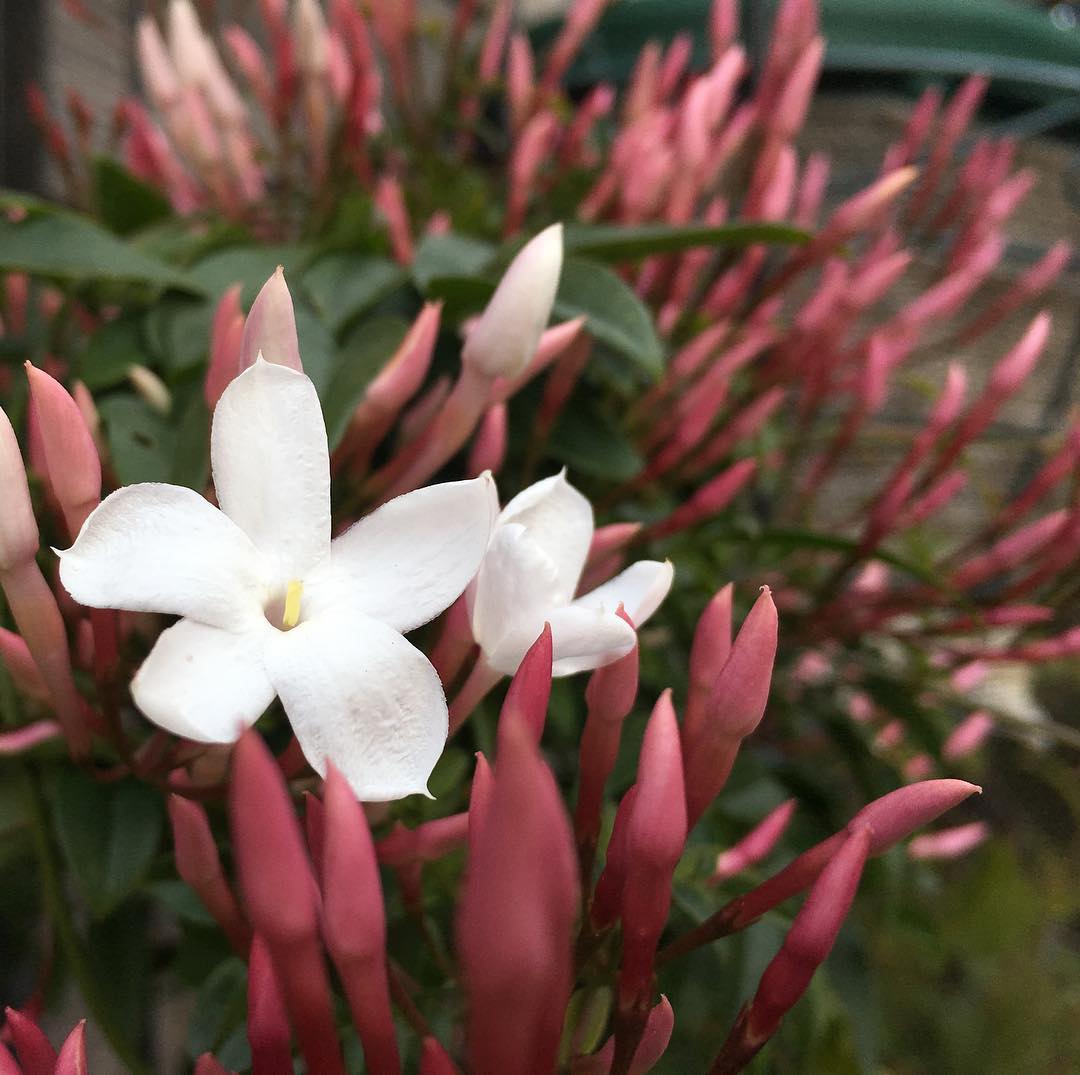 ハゴロモジャスミン開花。水やりのためなら早起き出来る #blooming #pinkjasmine #favv_flowers #ig_garden #gardeningtips #nature #plantlove #plant #growsomethinggreen #botanical #instagardeners_feature #nofilter #iphonegraphy #fleur #flowerpower #flowerlovers #ip_blossoms #hppyflwrs #instaflower #floweroftheday #庭の花 #ハゴロモジャスミン #春だね