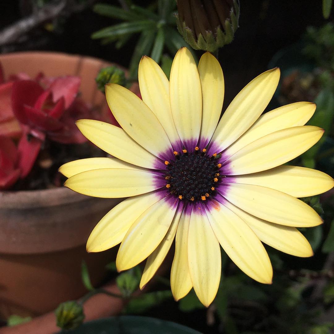 黄色もきました。暖かくて気持ちいい🏻 #osteospermum #blooming #yellow #flower #gardening #favv_flowers #ig_garden #gardeningtips #nature #plantlove #plant #growsomethinggreen #botanical #instagardeners_feature #nofilter #iphonegraphy #fleur #flowerpower #flowerlovers #ip_blossoms #hppyflwrs #instaflower #floweroftheday #庭の花 #オステオスペルマム