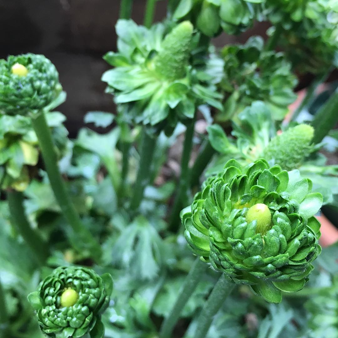 Ranunculus green flowersグリーンのラナンキュラス、小ぶりだけどやっといい感じになった。#ranunculus #green #flowers #gardening #favv_flowers #ig_garden #gardeningtips #nature #plantlove #plant #growsomethinggreen #botanical #instagardeners_feature #nofilter #iphonegraphy #fleur #flowerpower #flowerlovers #ip_blossoms #hppyflwrs #instaflower #floweroftheday #ラナンキュラス #庭の花