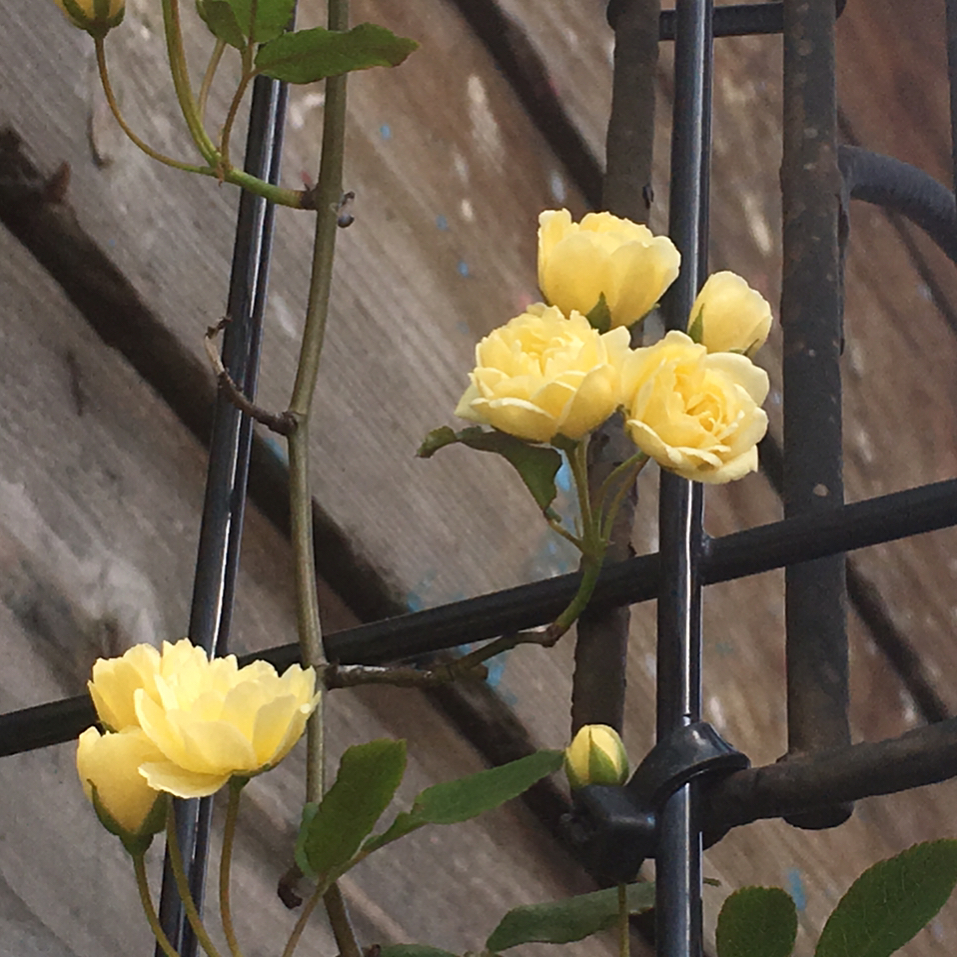 やっぱりせっかくなので…かわいい。でもなんか造花みたいだ…#rosabanksia #blooming #lovemyhouse #gardening #favv_flowers #ig_garden #gardeningtips #nature #plantlove #plant #growsomethinggreen #botanical #instagardeners_feature #nofilter #iphonegraphy #fleur #flowerpower #flowerlovers #ip_blossoms #hppyflwrs #instaflower #floweroftheday #庭の花 #モッコウバラ