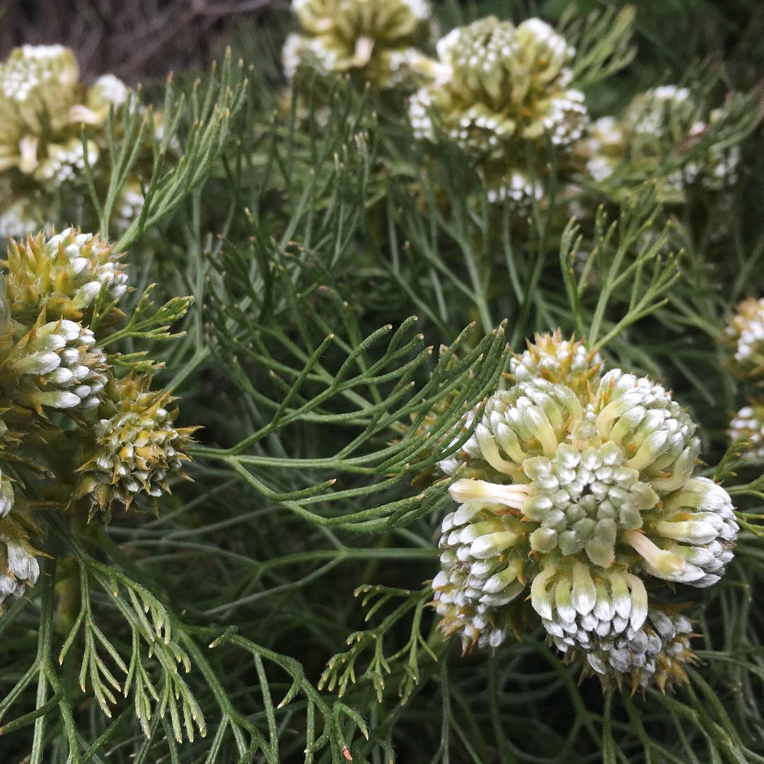 美しいというよりもクールなセルリア、レモンハニー Super cool serruria "lemon honey" 迎えた時は不安だったけど、順調♡ #serruria #lemonhoney #wildflowers #cool #blooming #lovemyhouse #gardening #favv_flowers #ig_garden #gardeningtips #nature #plantlove #plant #growsomethinggreen #botanical #instagardeners_feature #nofilter #flowers #fleur #flowerpower #flowerlovers #ip_blossoms #hppyflwrs #instaflower #floweroftheday #庭の花 #セルリア #レモンハニー #はなまっぷ