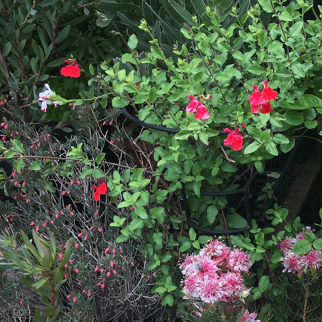 ️チェリーセージも。左のつぶつぶ蕾のオージーが咲いたら賑やかだな! #gardening #favv_flowers #ig_garden #gardeningtips #nature #plantlove #plant #growsomethinggreen #botanical #instagardeners_feature #nofilter #fleur #flowerpower #flowerlovers #ip_blossoms #hppyflwrs #instaflower #floweroftheday #herb #cherrysage #serruria #australia #庭の花