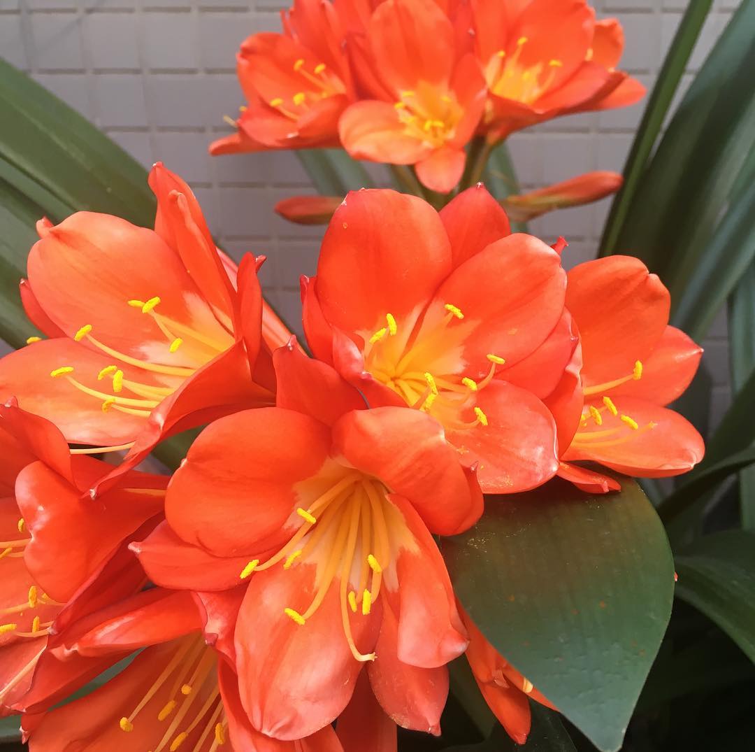 プレミアムフライデーの前倒しでまた実家へ。長い間、日当たり悪いところにあった君子蘭を少し前に午前中だけ日向になる場所に移しておいたら咲いた!玄関が華やかになった #clivia #gardening #favv_flowers #ig_garden #gardeningtips #nature #plantlove #botanical #orange #flowers #instagardeners_feature #nofilter #iphonegraphy #fleur #flowerpower #flowerlovers #ip_blossoms #hppyflwrs #instaflower #floweroftheday #parentshome #プレミアムフライデー前倒し #君子蘭 #クンシラン