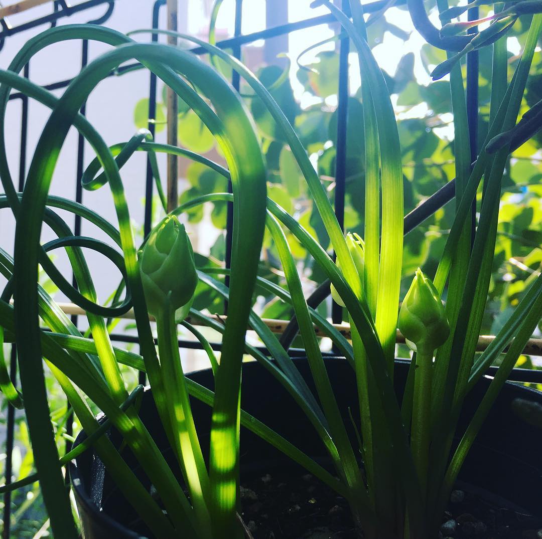 Fizzle Sizzle ウチにきて4年目、蕾3つ。太陽光っていいな。お休みスタート、大事に過ごそう。 今朝、メダカの青ヒカリの卵採取しました。今年初、早い!#fizzlesizzle #flowerbud #sunshine #feelgood #saturday #morning #gardening #favv_flowers #ig_garden #gardeningtips #nature #plantlove #plant #growsomethinggreen #botanical #instagardeners_feature #fleur #flowerpower #flowerlovers #ip_blossoms #hppyflwrs #instaflower #floweroftheday