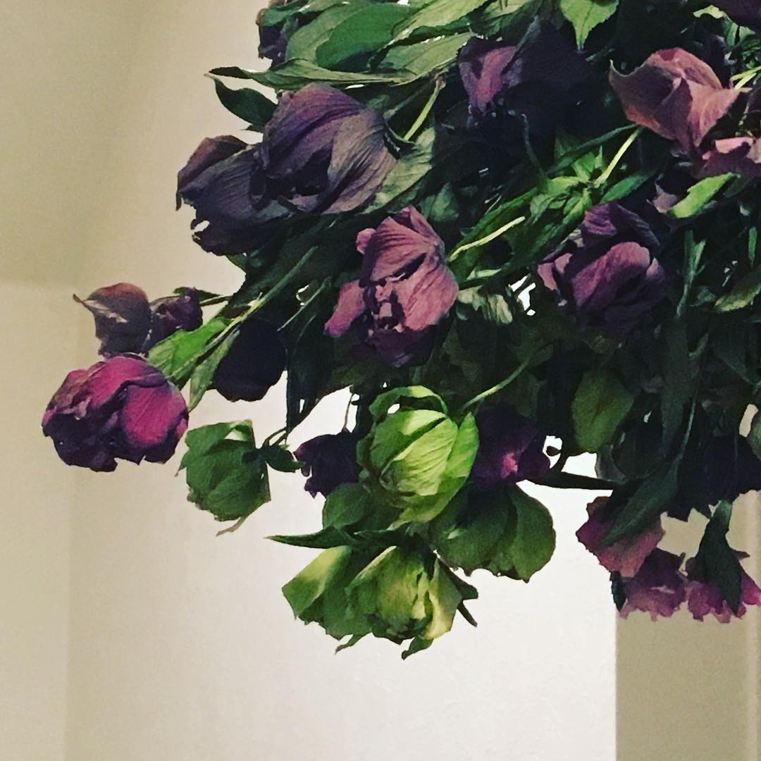 ドライのクリスマスローズもいいもんです。 #driedflowers #helleborus #hellebores #toilet #lovemyhouse #favv_flowers #ig_garden #gardeningtips #nature #plantlove #plant #growsomethinggreen #botanical #instagardeners_feature #iphonegraphy #fleur #flowerpower #flowerlovers #ip_blossoms #hppyflwrs #instaflower #floweroftheday #庭の花 #クリスマスローズ #ドライフラワー