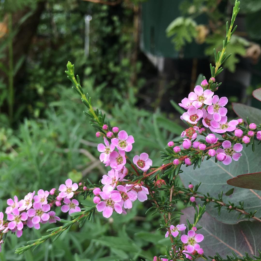 名前忘れちゃったけど、こちらもかわいい 低木の…ん…なんだっけ。ワックスに似てるけと違うの。シュッとしてユキヤナギみたいな。フトモモ科だろうな。#pretty #tinyflowers #gardening #favv_flowers #ig_garden #gardeningtips #nature #plantlove #plant #growsomethinggreen #botanical #instagardeners_feature #iphonegraphy #fleur #flowerpower #flowerlovers #ip_blossoms #hppyflwrs #instaflower #floweroftheday #庭の花 #名前わすれた #花のある暮らし