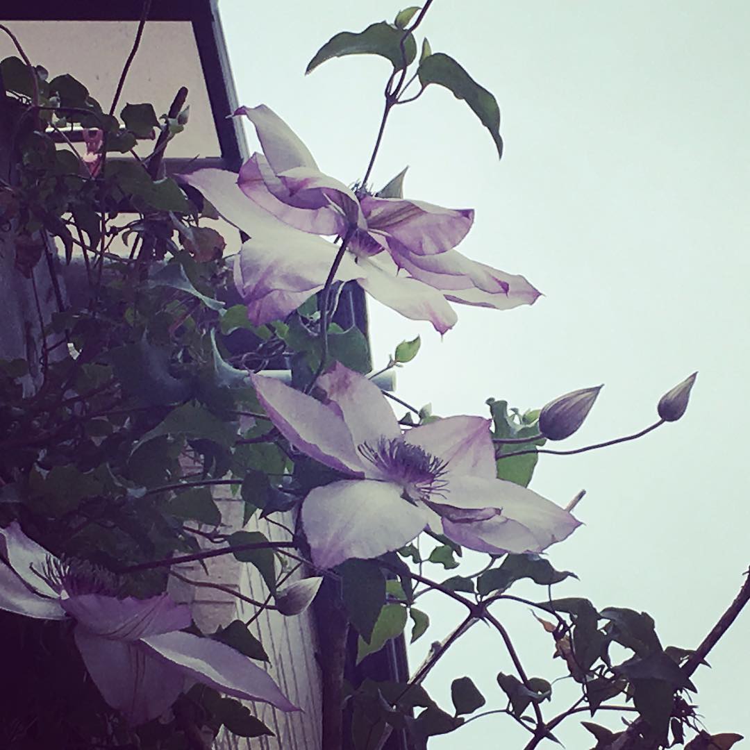 見上げる高さの位置にあるクレマチス祭。青空だったらな…。#fondmemories #clematis #クレマチス #フォンドメモリーズ #庭の花 #gardening #favv_flowers #ig_garden #gardeningtips #nature #plantlove #plant #growsomethinggreen #botanical #instagardeners_feature #nofilter #iphonegraphy #fleur #flowerpower #flowerlovers #ip_blossoms #hppyflwrs #instaflower #floweroftheday