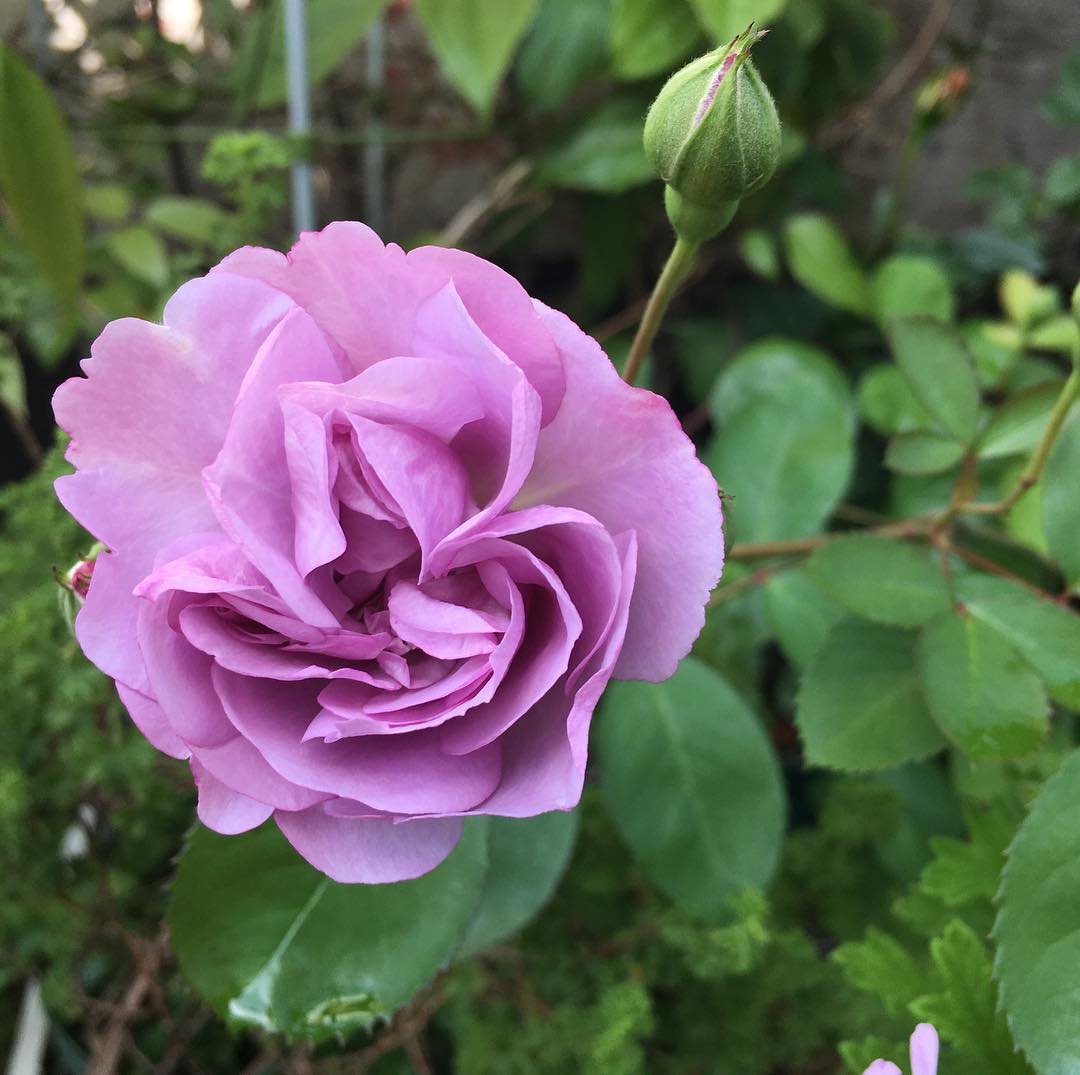 この間アップした挿し木バラ、レイニーブルー。咲きました!親より綺麗です "Rainy blue" #rose #blooming #gardening #favv_flowers #ig_garden #gardeningtips #nature #plantlove #plant #growsomethinggreen #botanical #instagardeners_feature #nofilter #iphonegraphy #fleur #flowerpower #flowerlovers #ip_blossoms #hppyflwrs #instaflower #floweroftheday #庭の花 #バラ #レイニーブルー #挿し木