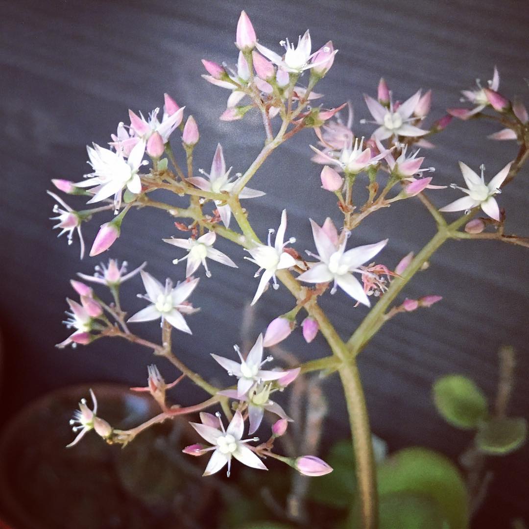 おはようございます #succulent #succulove #succulentjunkie #succulenthoarder #suculenta #suculentas #succulents #cactuslove #sedum #gardening #favv_flowers #ig_garden #gardeningtips #plantlove #plant #growsomethinggreen #botanical #instagardeners_feature #fleur #flowerpower #flowerlovers #ip_blossoms #hppyflwrs #instaflower #floweroftheday #庭の花 #多肉植物