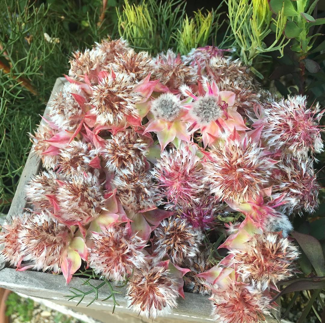 咲き終わりシリーズ セルリアも大量収穫。#serruria #protea #wildflower #nativeplants #gardening #favv_flowers #ig_garden #gardeningtips #nature #plantlove #plant #growsomethinggreen #botanical #instagardeners_feature #nofilter #iphonegraphy #fleur #flowerpower #flowerlovers #ip_blossoms #hppyflwrs #instaflower #floweroftheday #庭の花 #セルリア