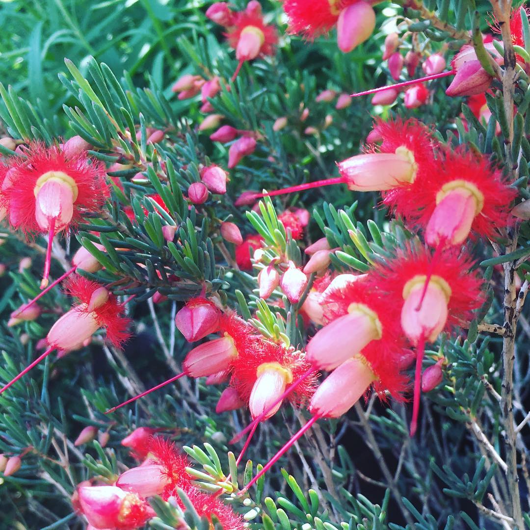 1 week later 大賑わいになりました。 #nativeplants #wildflowers #mygarden #gardening #favv_flowers #ig_garden #gardeningtips #nature #plantlove #plant #botanical #instagardeners_feature #fleur #flowerpower #flowerlovers #ip_blossoms #hppyflwrs #instaflower #floweroftheday #庭の花 #花のある暮らし