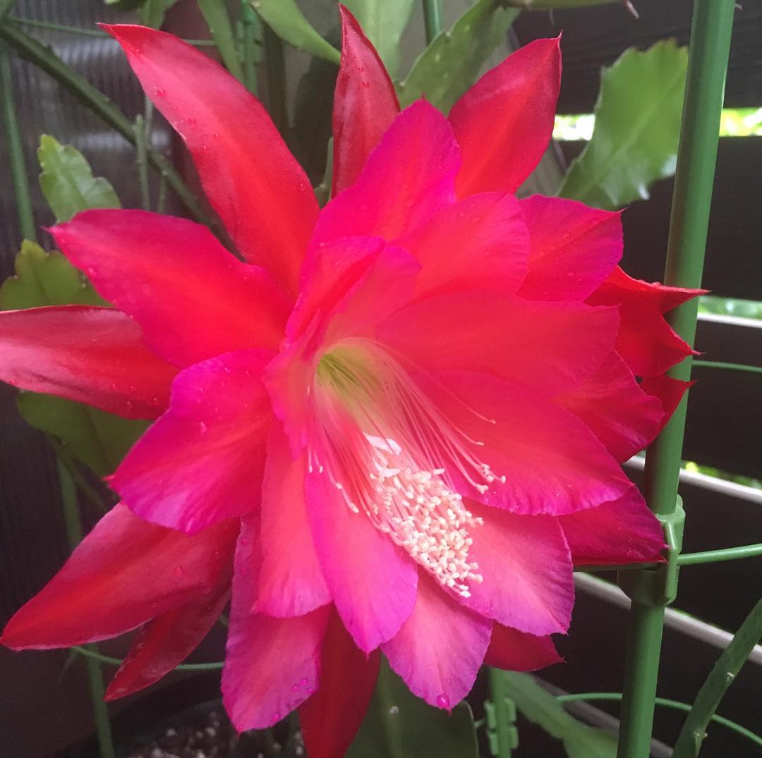 ️シトシト雨の中、咲きました。🏻#epiphyllum #succulent #succulove #succulentjunkie #suculenta #suculentas #succulents #cactuslove #cactus #cactusgram #plantsjunkie #cacti #gardening #favv_flowers #ig_garden #gardeningtips #plantlove #plant #botanical #instagardeners_feature #fleur #flowerpower #flowerlovers #ip_blossoms #hppyflwrs #instaflower #floweroftheday #庭の花 #クジャクサボテン