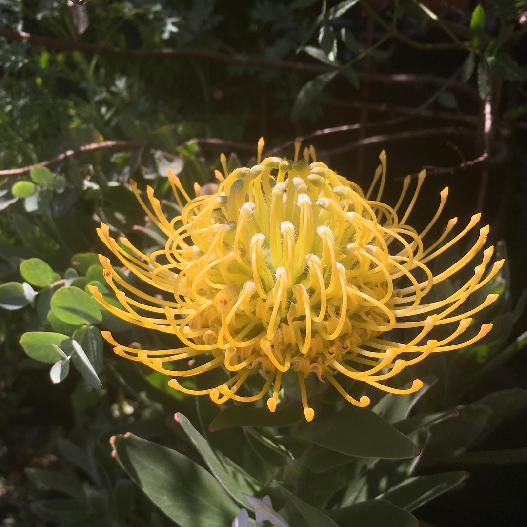 リューコスペルマム サンシャインイエロー、開きました #Leucospermum #sunshineyellow #nativeplants #wildflowers #gardening #favv_flowers #ig_garden #gardeningtips #nature #plantlove #plant #growsomethinggreen #botanical #mygarden #instagardeners_feature #fleur #flowerpower #bloom #flowerlovers #ip_blossoms #hppyflwrs #instaflower #floweroftheday #リューコスペルマムカーニバルイエロー #庭の花 #花のある暮らし