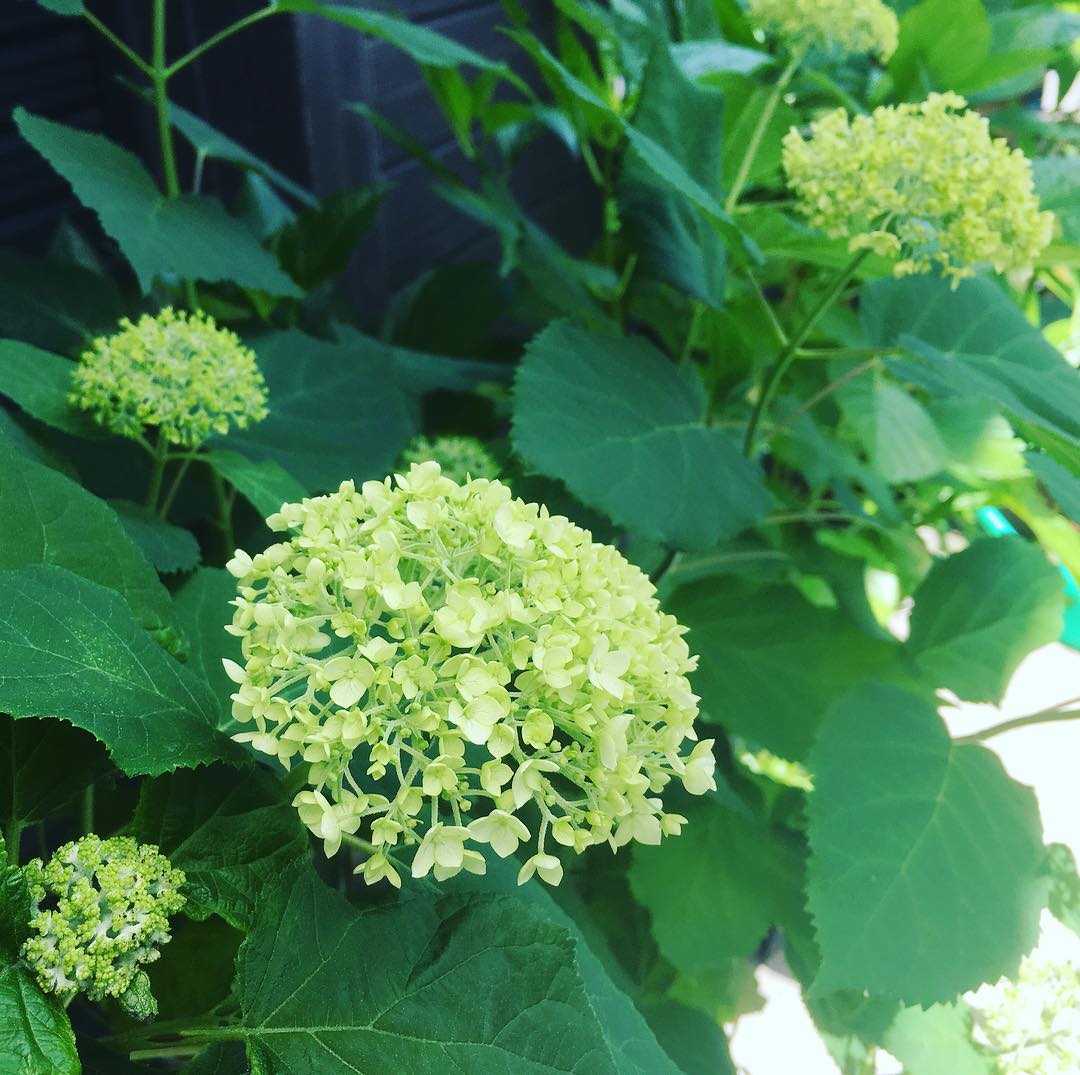 地植えしたいけど場所がない…。大きいスリット鉢で頑張ってもらってます。アナベル今年もきました。 #hydrangea #gardening #favv_flowers #ig_garden #gardeningtips #nature #plantlove #plant #growsomethinggreen #botanical #instagardeners_feature #fleur #flowerpower #flowerlovers #ip_blossoms #hppyflwrs #instaflower #floweroftheday #mygarden #庭の花 #アナベル #花のある暮らし