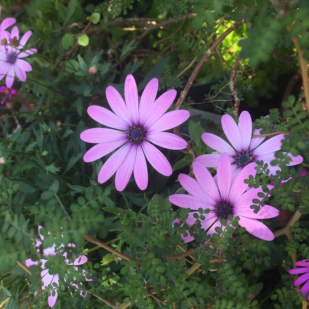 先週末のオステオスペルマム。シーズン終わったら切り戻ろう。 #osteospermum #mygarden #gardening #favv_flowers #ig_garden #gardeningtips #nature #plantlove #plant #growsomethinggreen #botanical #instagardeners_feature #nofilter #iphonegraphy #fleur #flowerpower #flowerlovers #ip_blossoms #hppyflwrs #instaflower #floweroftheday #庭の花 #オステオスペルマム
