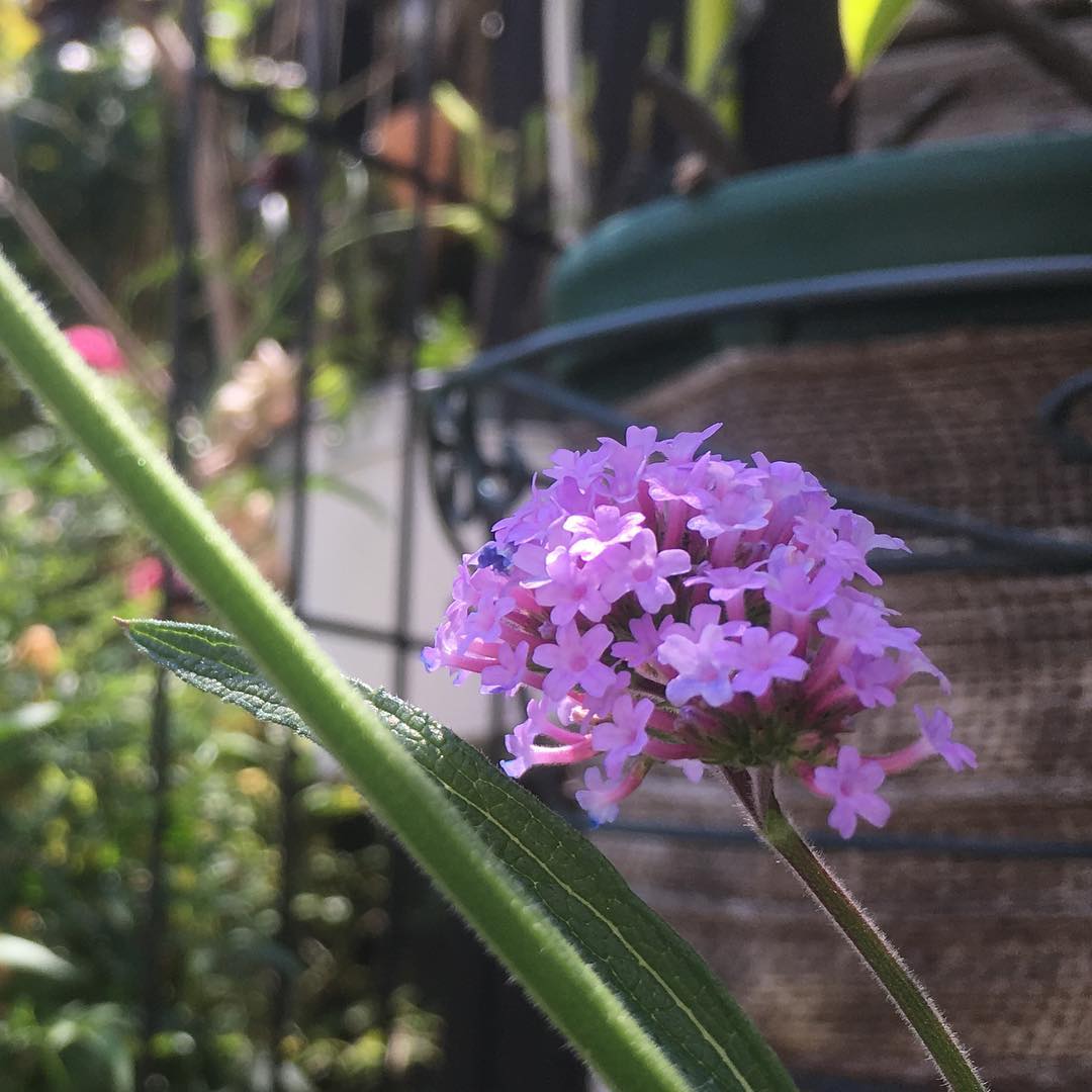 バーベナ、背丈2m超え。伸び過ぎて茎が折れちゃっても花は元気に咲いてます #verbena #mygarden #gardening #favv_flowers #ig_garden #gardeningtips #nature #plantlove #plant #growsomethinggreen #botanical #instagardeners_feature #nofilter #iphonegraphy #fleur #flowerpower #flowerlovers #ip_blossoms #hppyflwrs #instaflower #floweroftheday #庭の花 #バーベナ