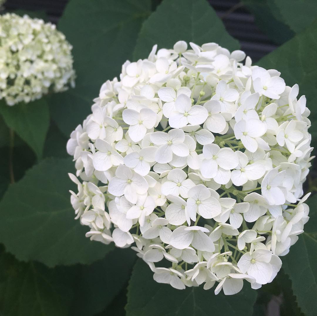 ドライにするには狩りどきかな、明日やろ。 あえて狩り。#annabelle #mygarden #gardening #favv_flowers #ig_garden #gardeningtips #nature #plantlove #plant #growsomethinggreen #botanical #instagardeners_feature #nofilter #iphonegraphy #fleur #flowerpower #flowerlovers #ip_blossoms #hppyflwrs #instaflower #floweroftheday #hydrangea #アナベル #紫陽花 #庭の花